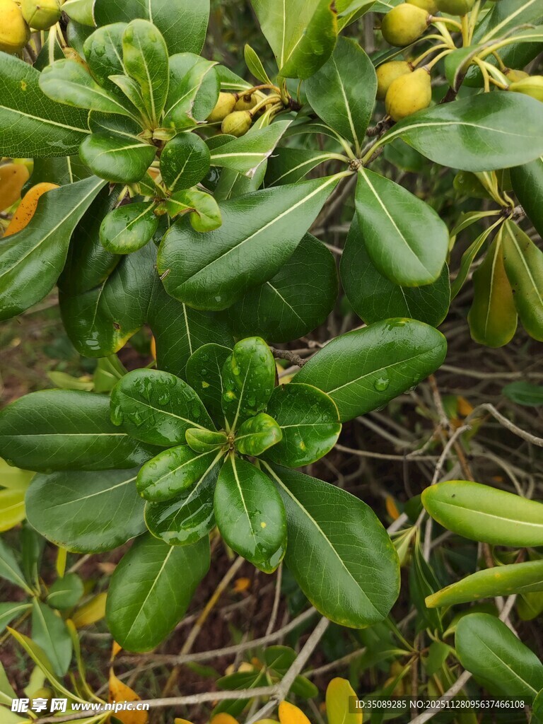 绿叶间的黄色果实