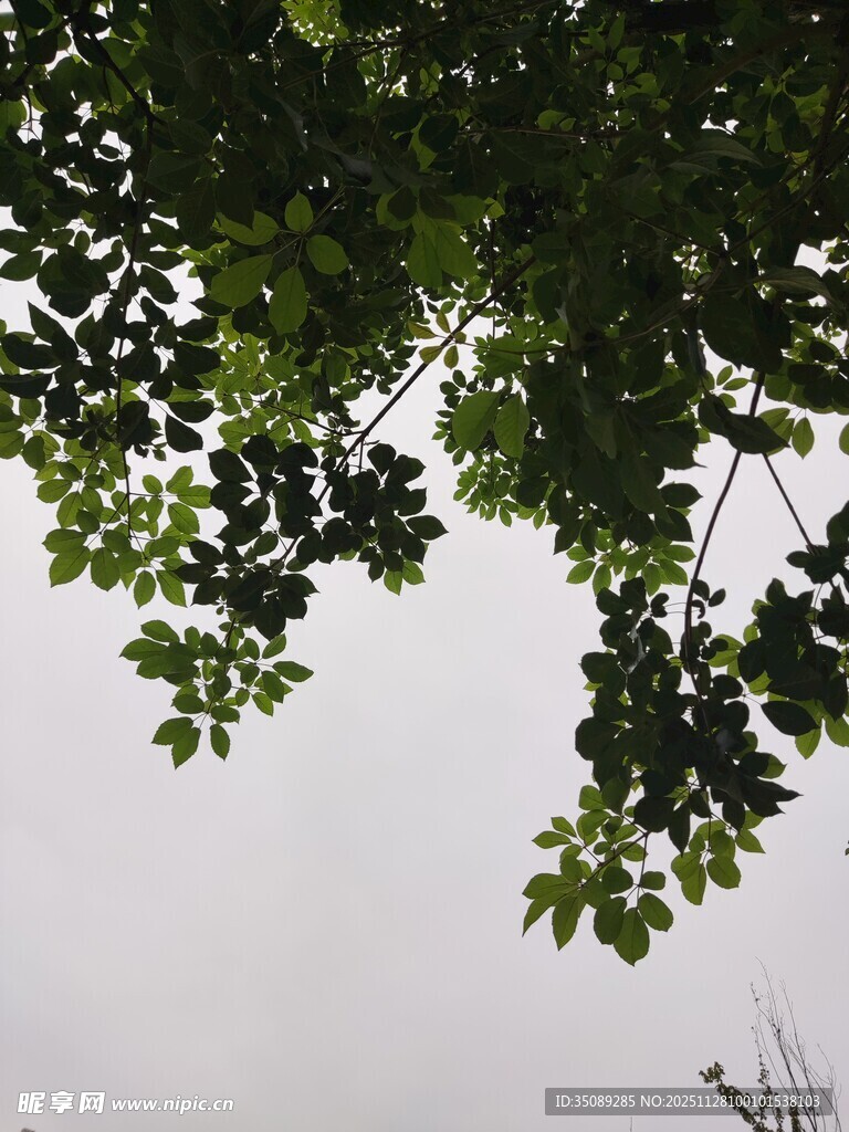 仰视视角下的繁茂树叶