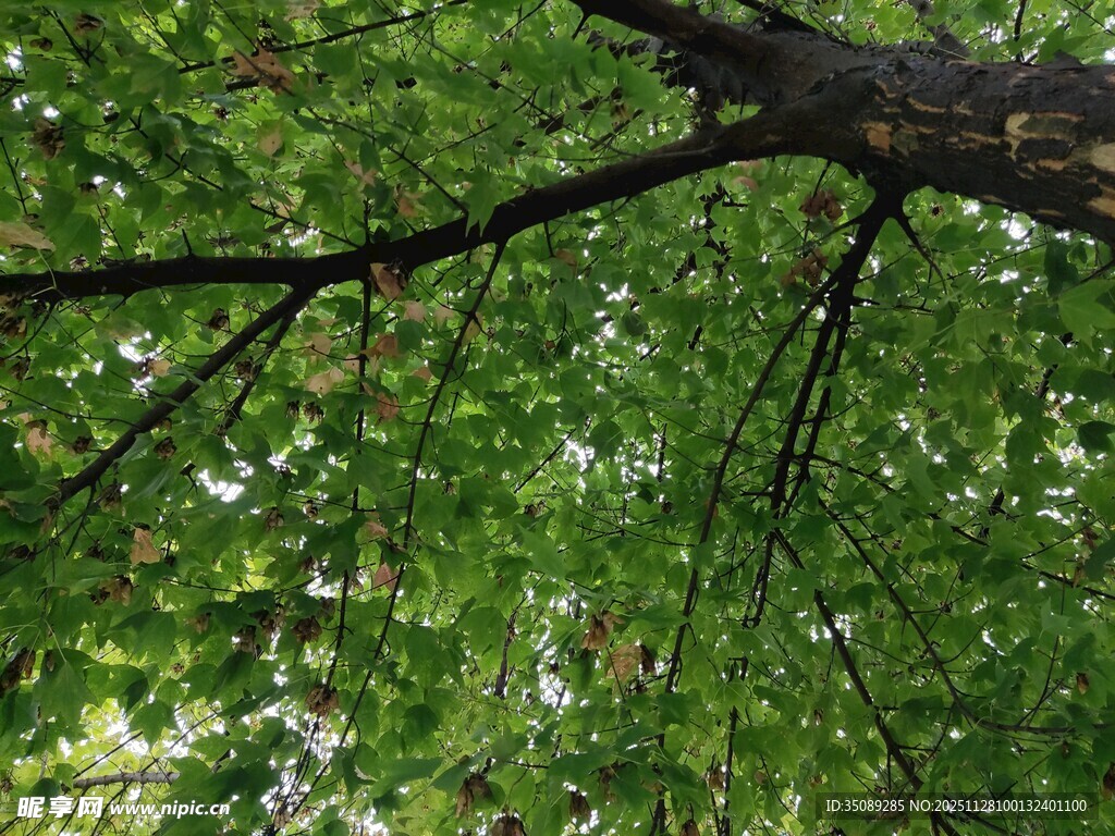 繁茂树枝下的绿意盎然