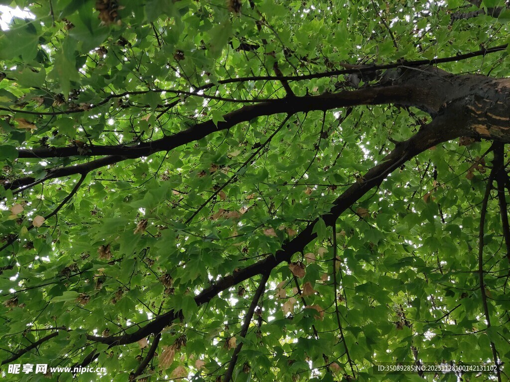 繁茂树枝与翠绿树叶