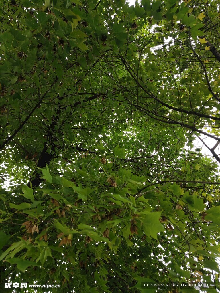 茂密树林中的繁茂绿叶