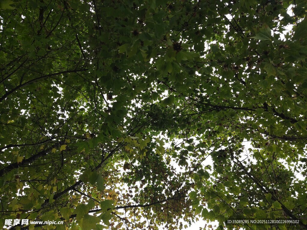 仰视茂密枝叶