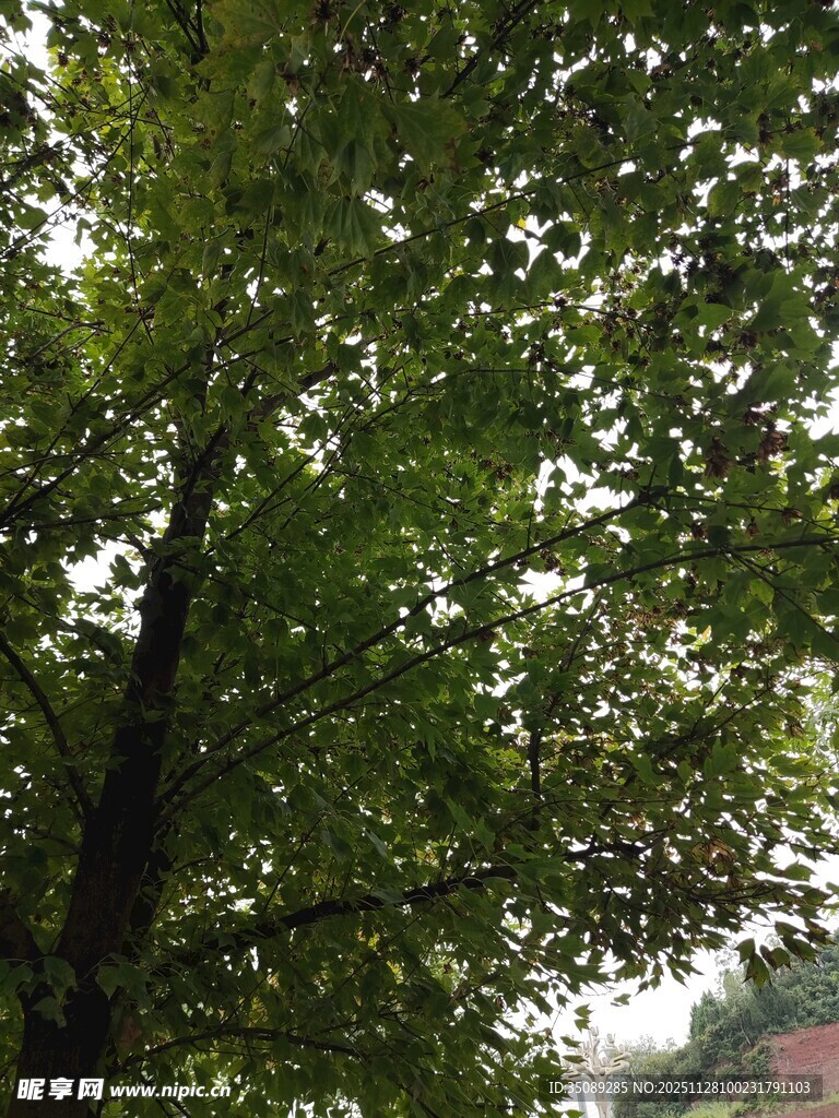 繁茂绿树展现自然生机