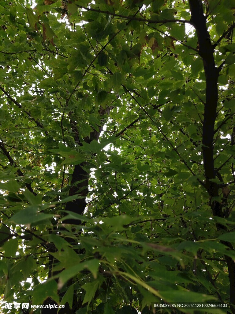 茂密树林中的绿意盎然