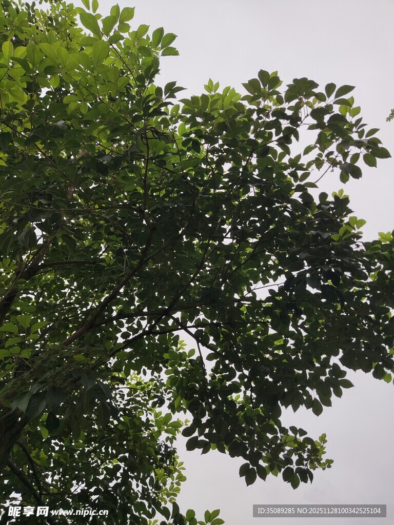 枝叶繁茂的绿树