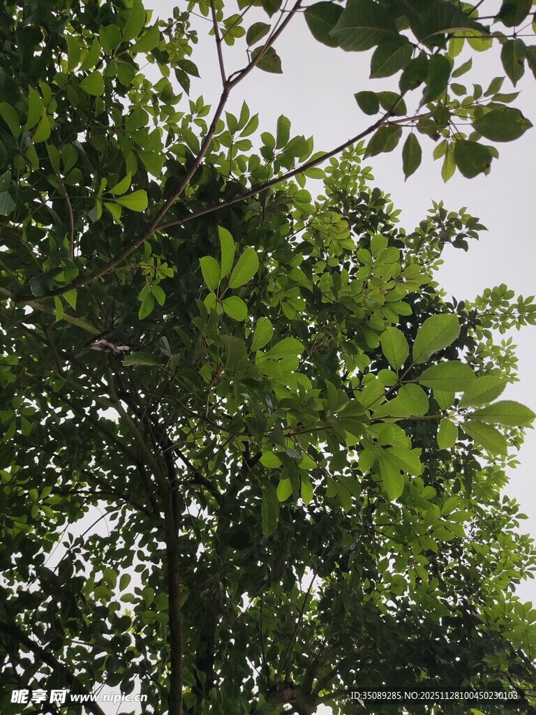 繁茂绿树枝叶间的生机