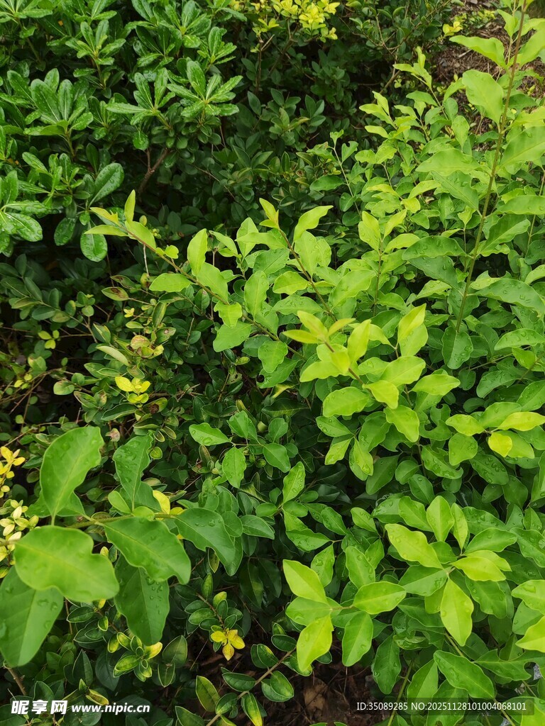 翠绿繁茂的植物景观