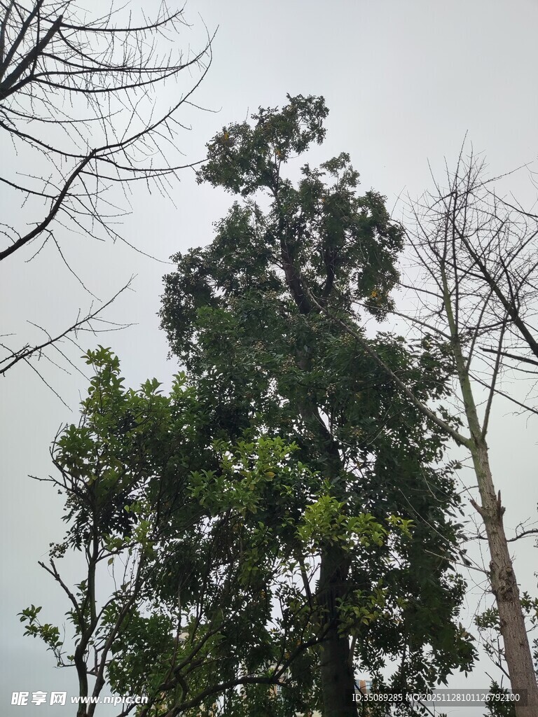 挺拔绿树与枯木对比景观