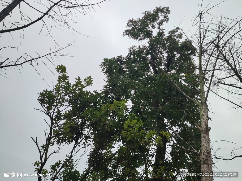 高耸树木与阴沉天空