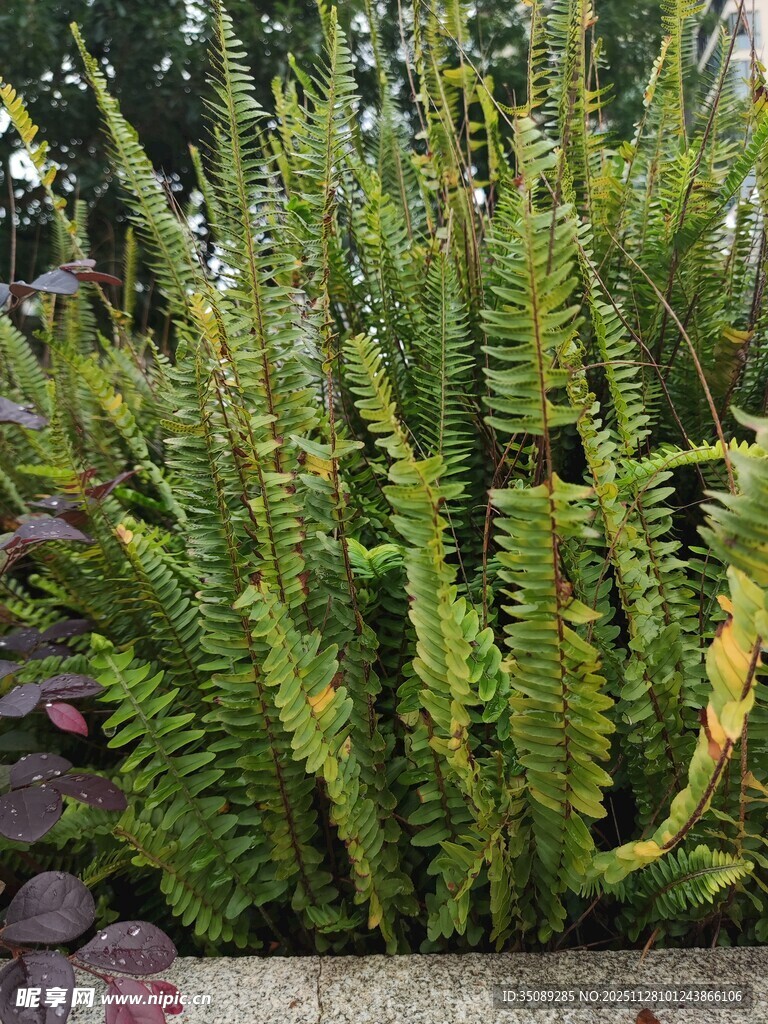 翠绿蕨类植物生机盎然