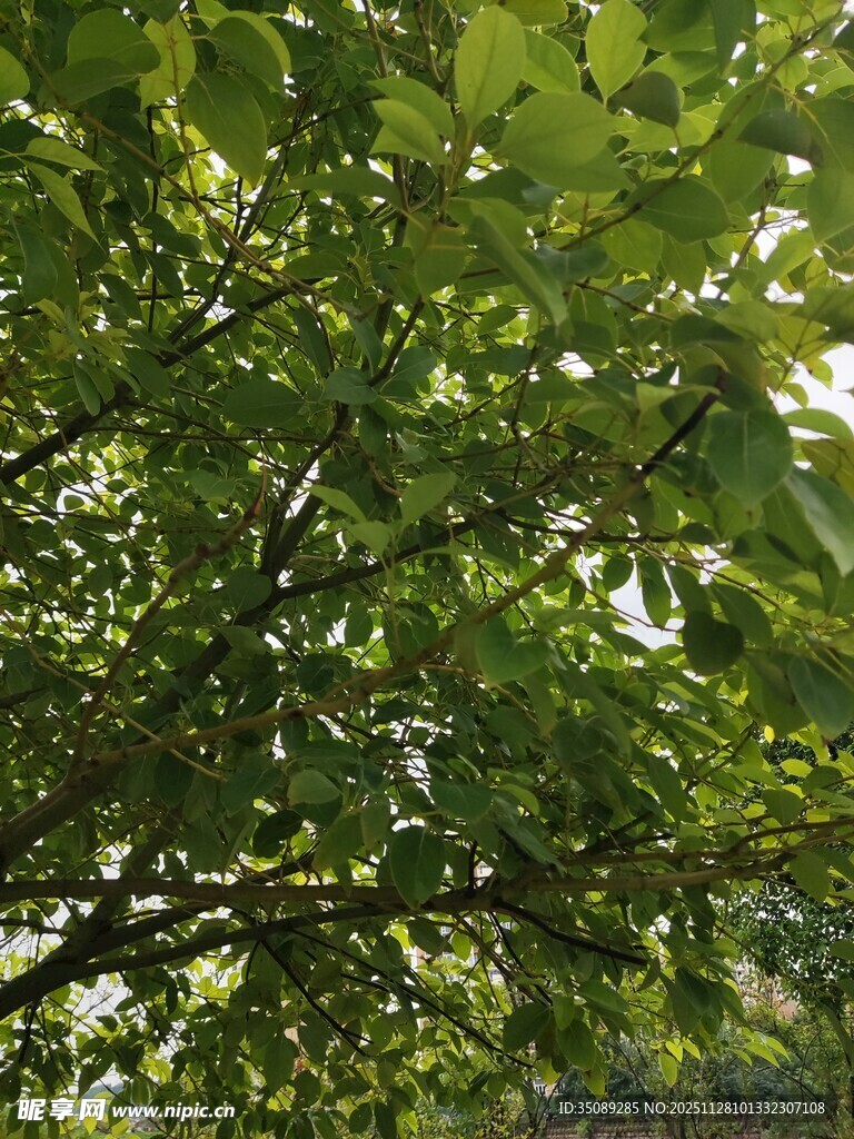 繁茂绿叶间的生机景象