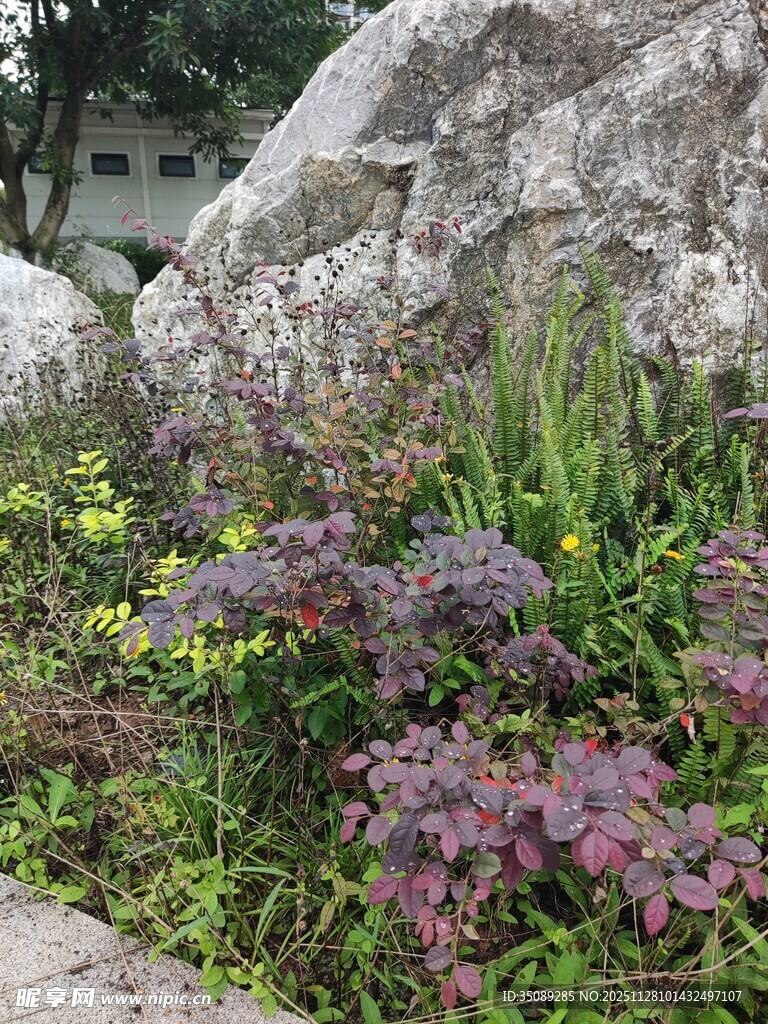 石边多彩花卉绿植景观