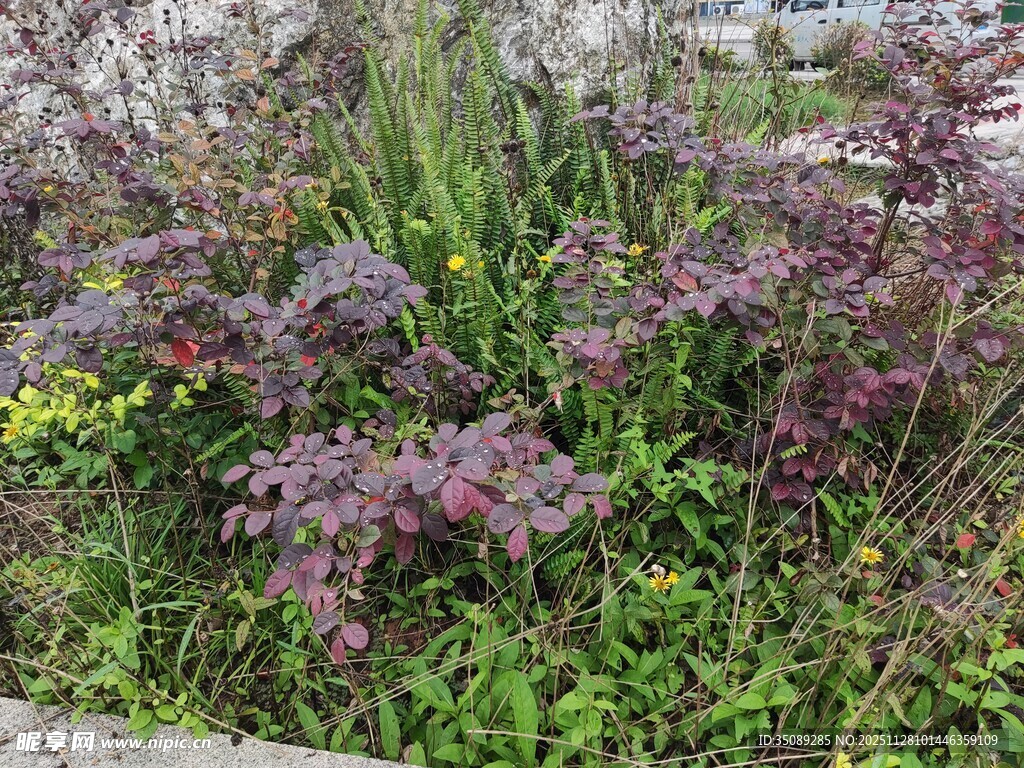 多彩繁茂的庭院植物景观
