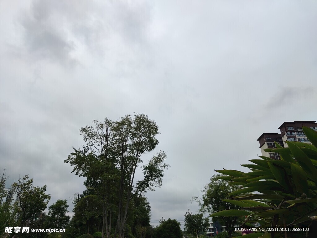 阴天中的树木与建筑