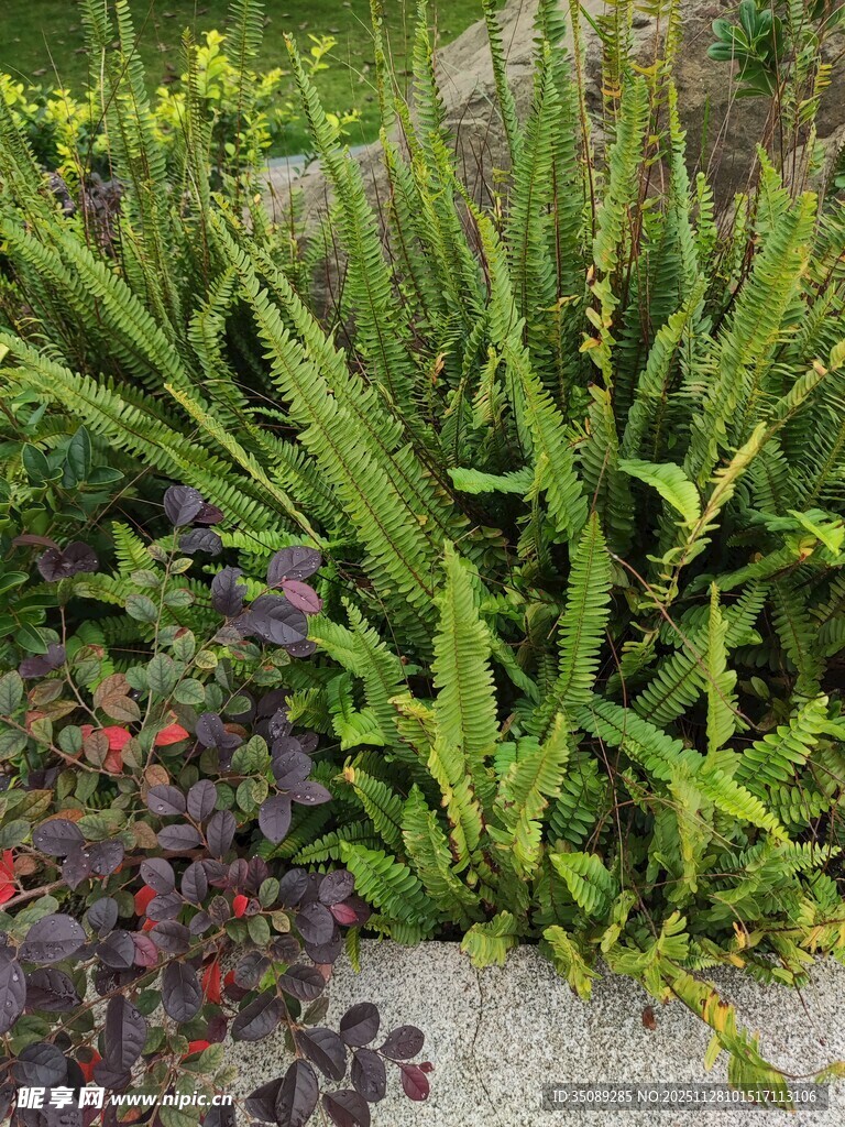 墙边多样绿植景观