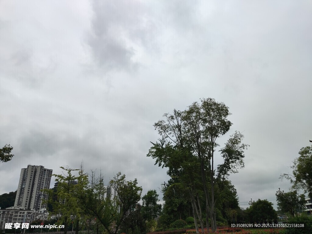 阴天城市中的绿树景观