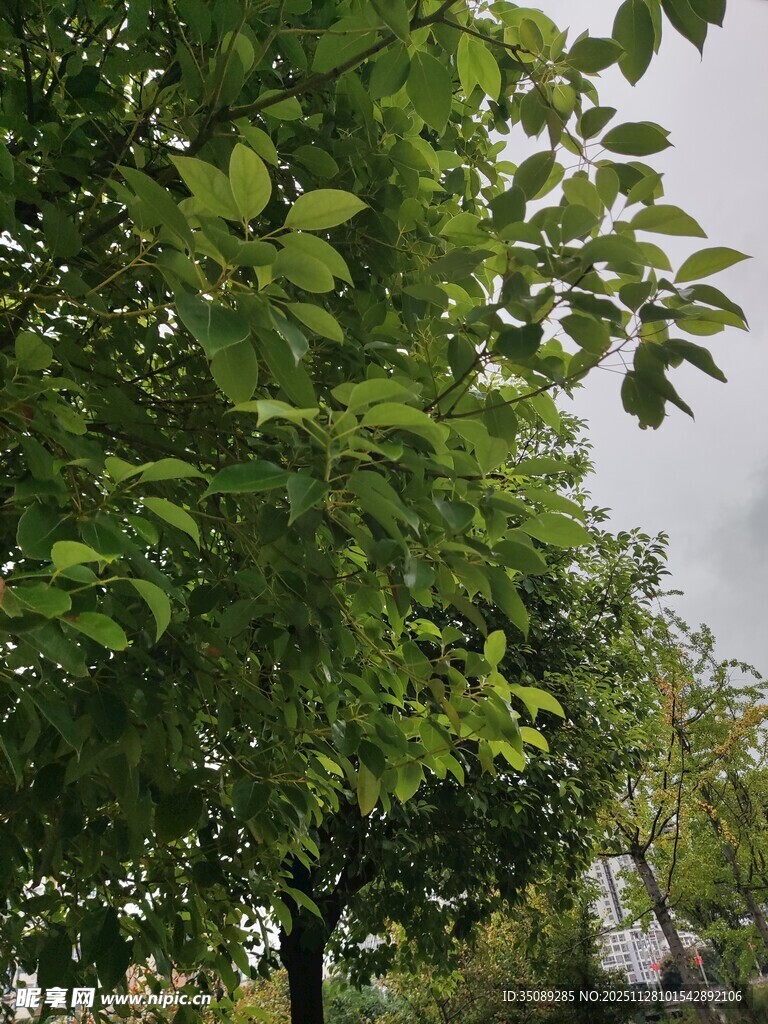 绿叶繁茂的树木景观