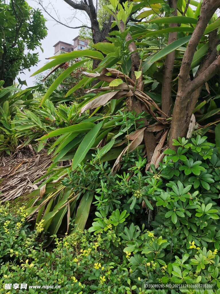 繁茂绿植景观