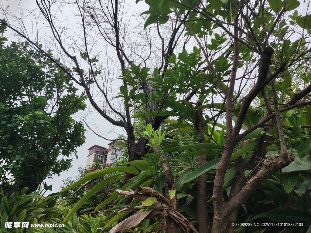 繁茂树木间的朦胧景致