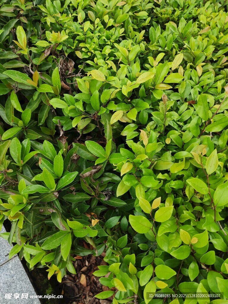 翠绿繁茂的绿植景观