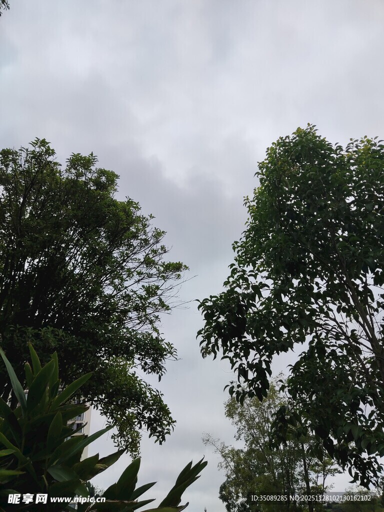 阴天中的葱郁树木