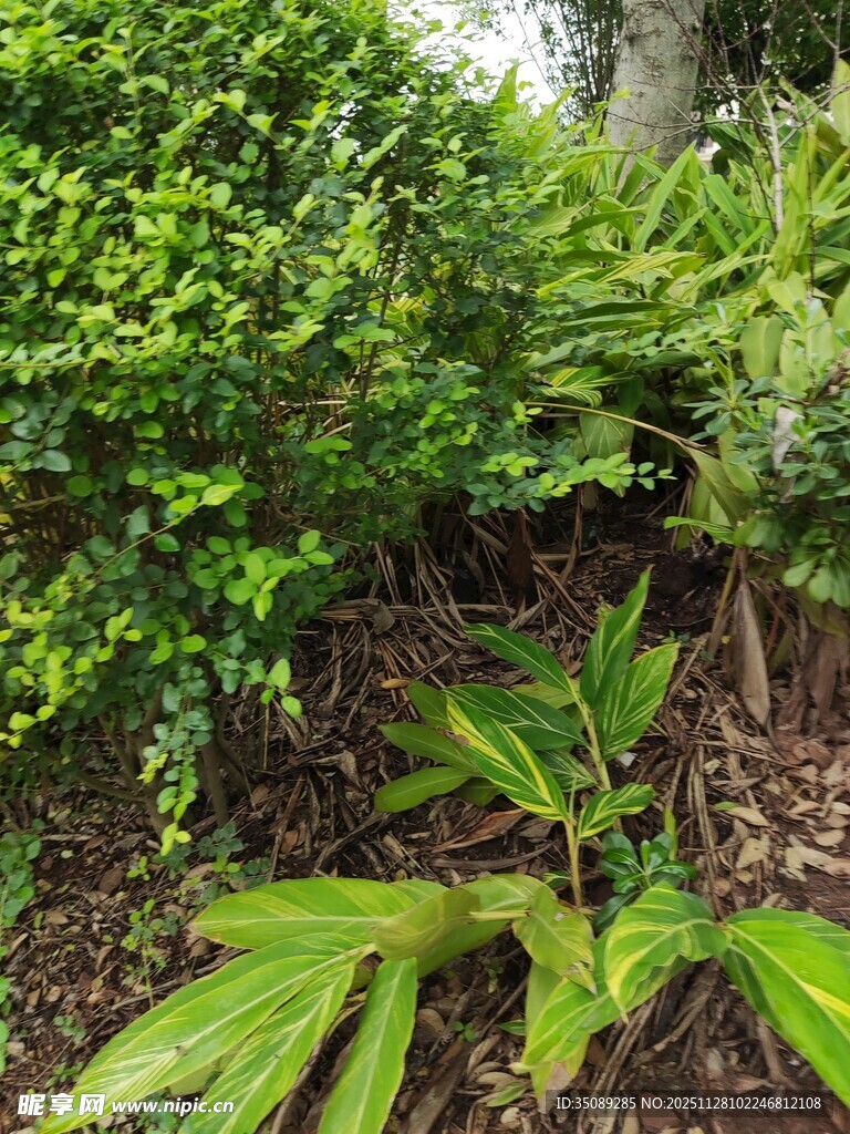 绿叶繁茂的植物景观