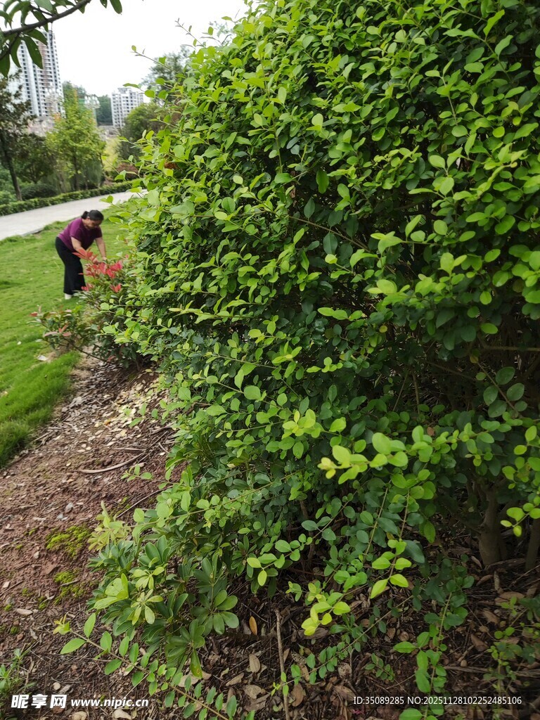 绿意盎然的花园灌木丛