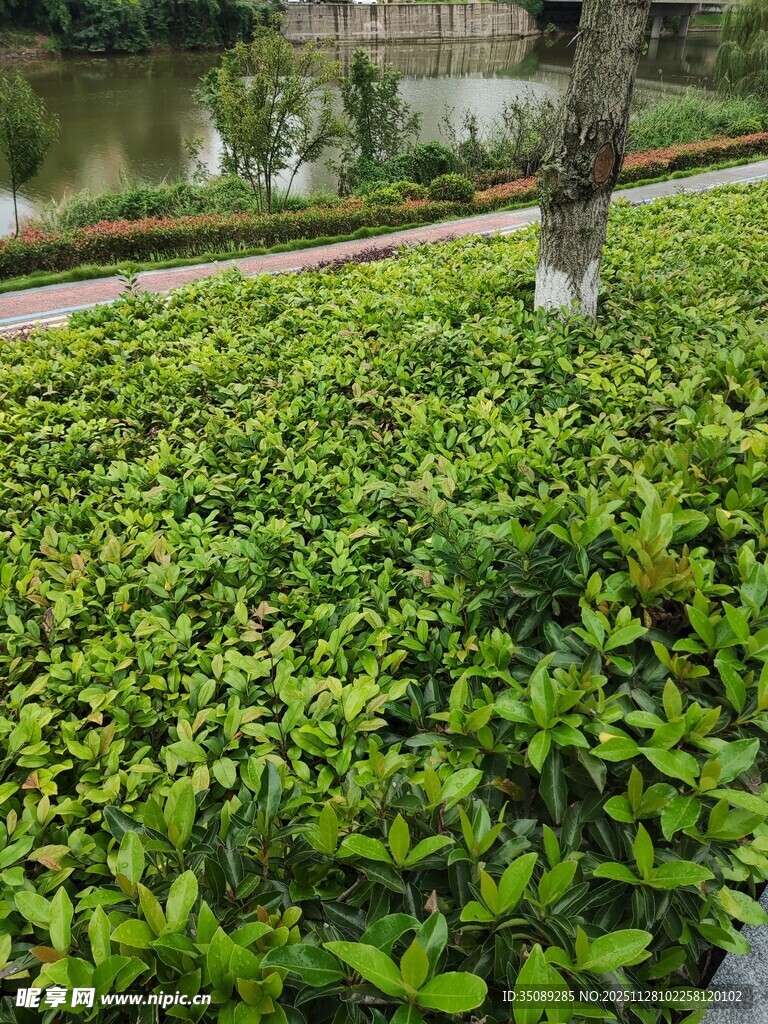 翠绿繁茂的绿植景观