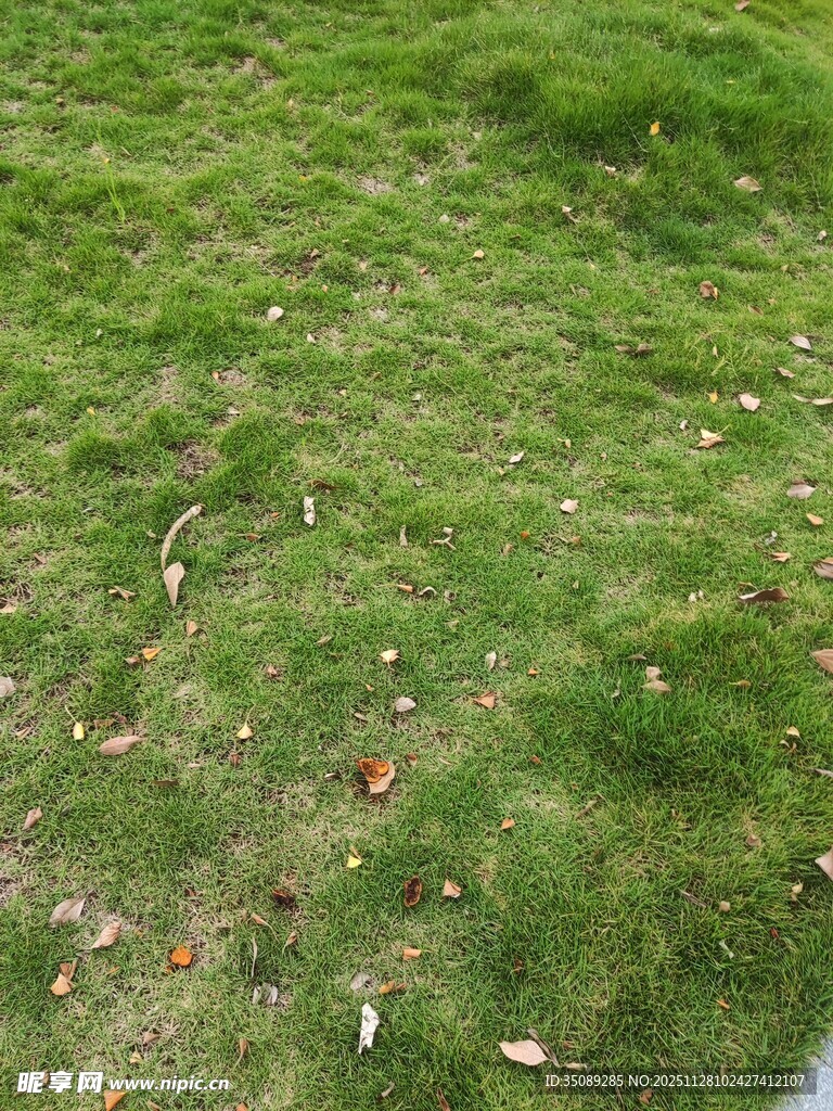 翠绿草地散落些许枯叶