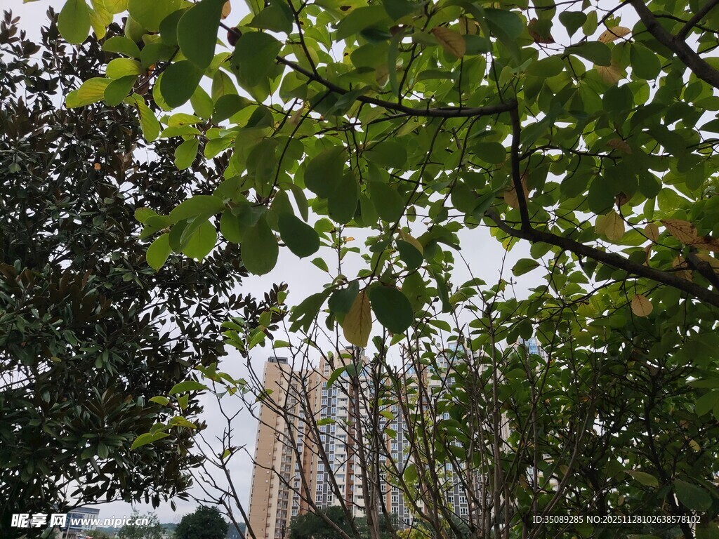 绿叶掩映下的高楼