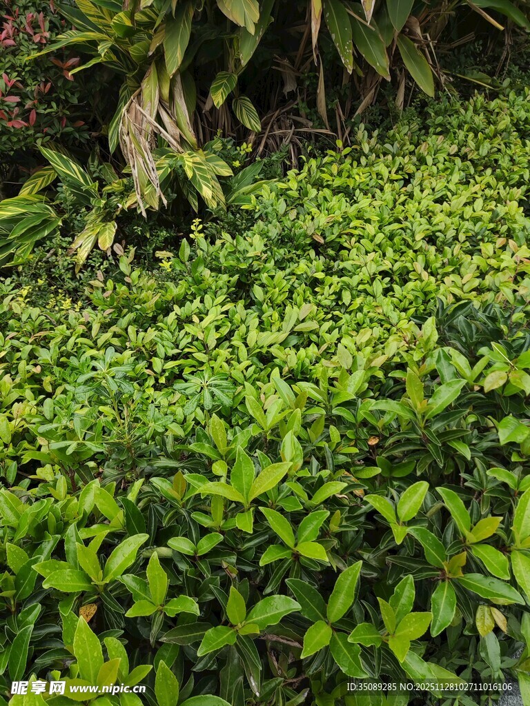 翠绿繁茂的绿植景观
