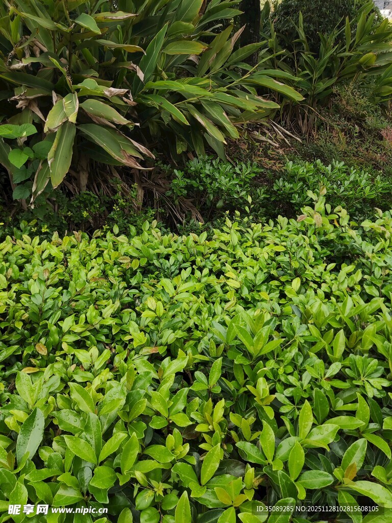 翠绿繁茂的植物景观