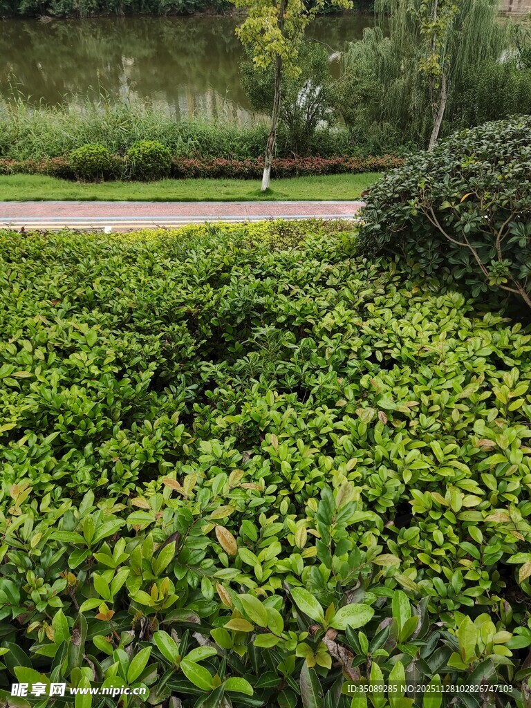 绿意盎然的灌木丛景观