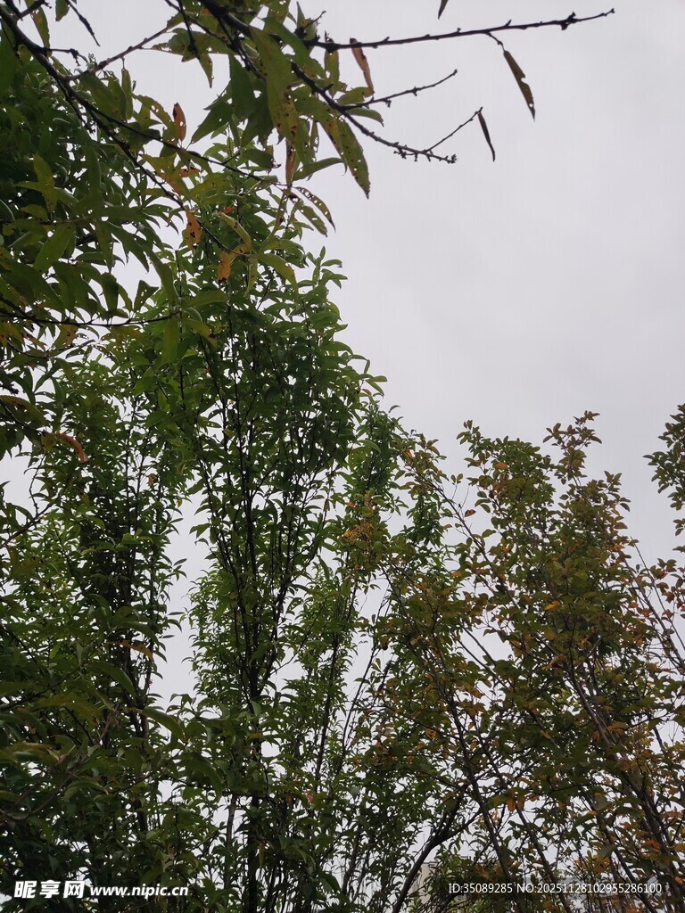 枝叶繁茂的树木景观