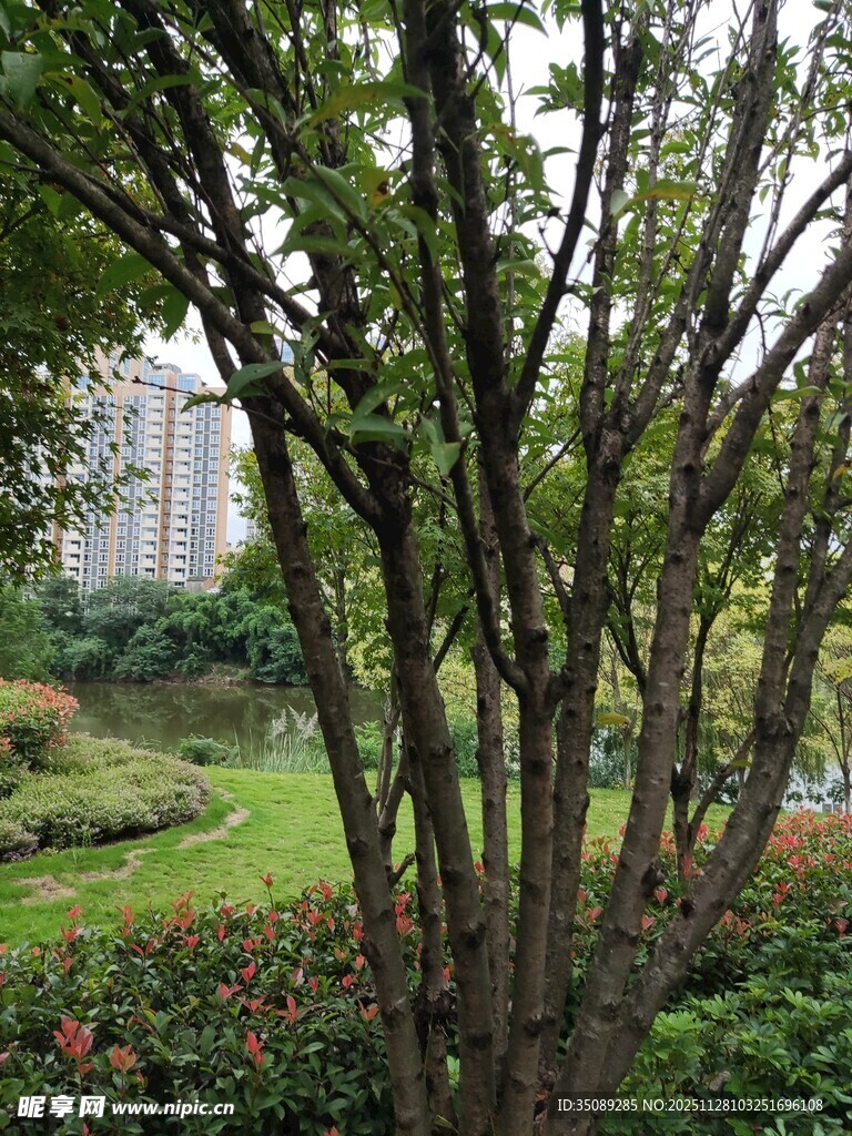 城市中葱郁的树木与花草