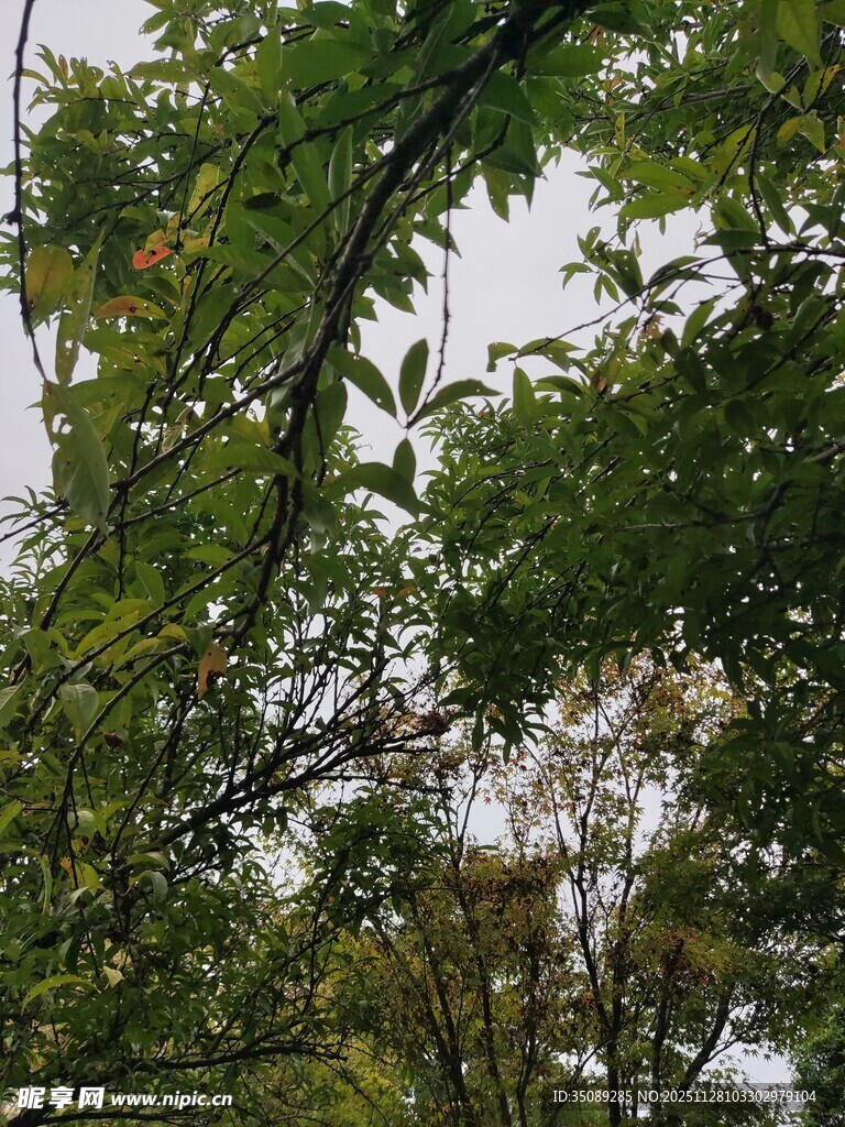 繁茂枝叶间的朦胧天空