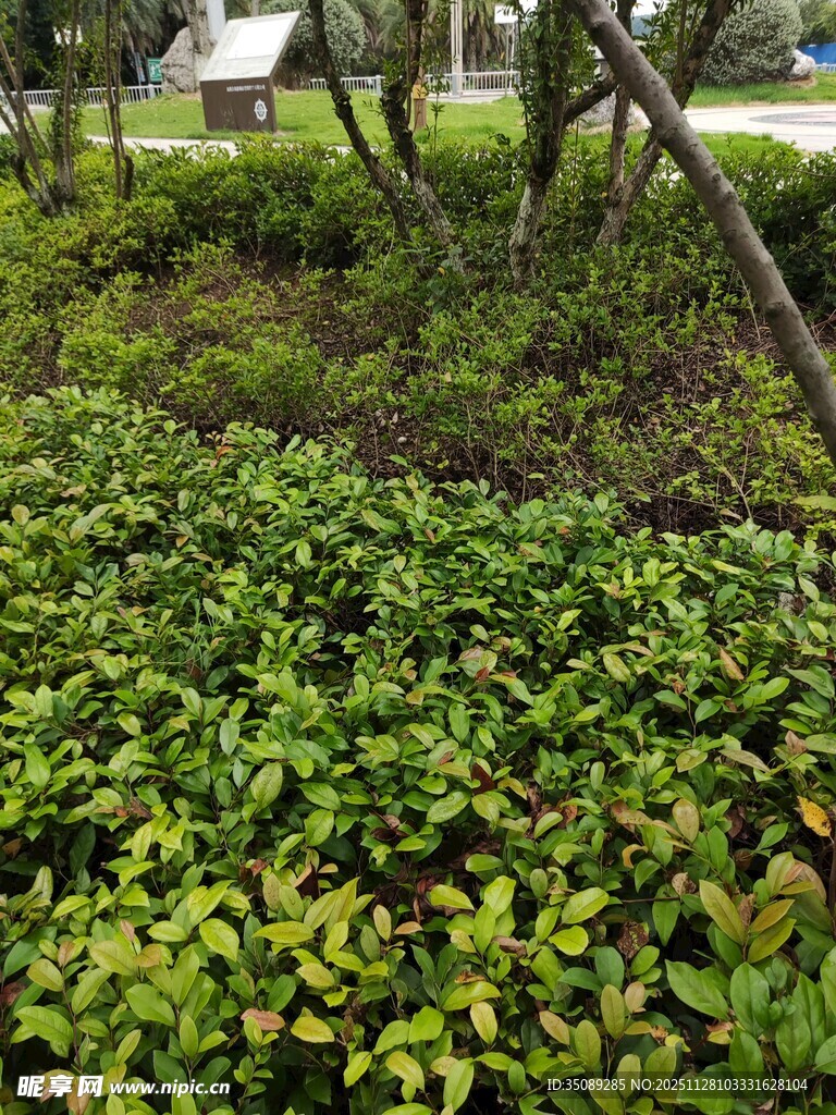 绿意盎然的林下灌木丛