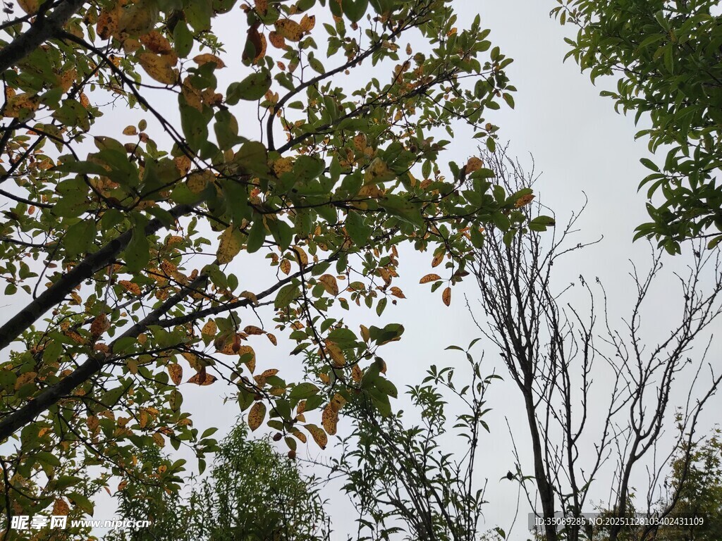 秋日树梢枝叶与天空景致