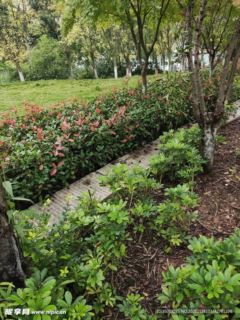 园林绿植景观一角