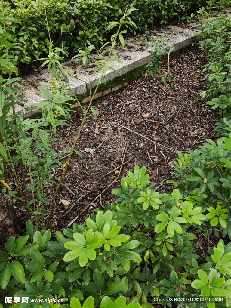 花园中的绿植与木质边缘