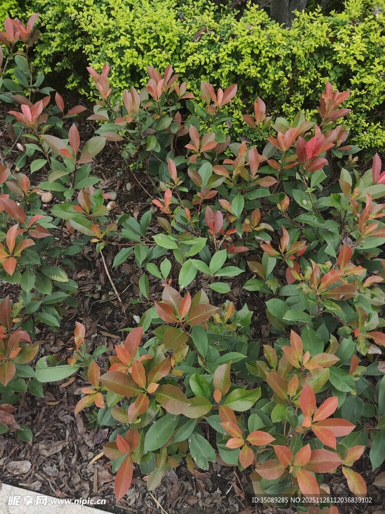 多彩叶片的灌木丛