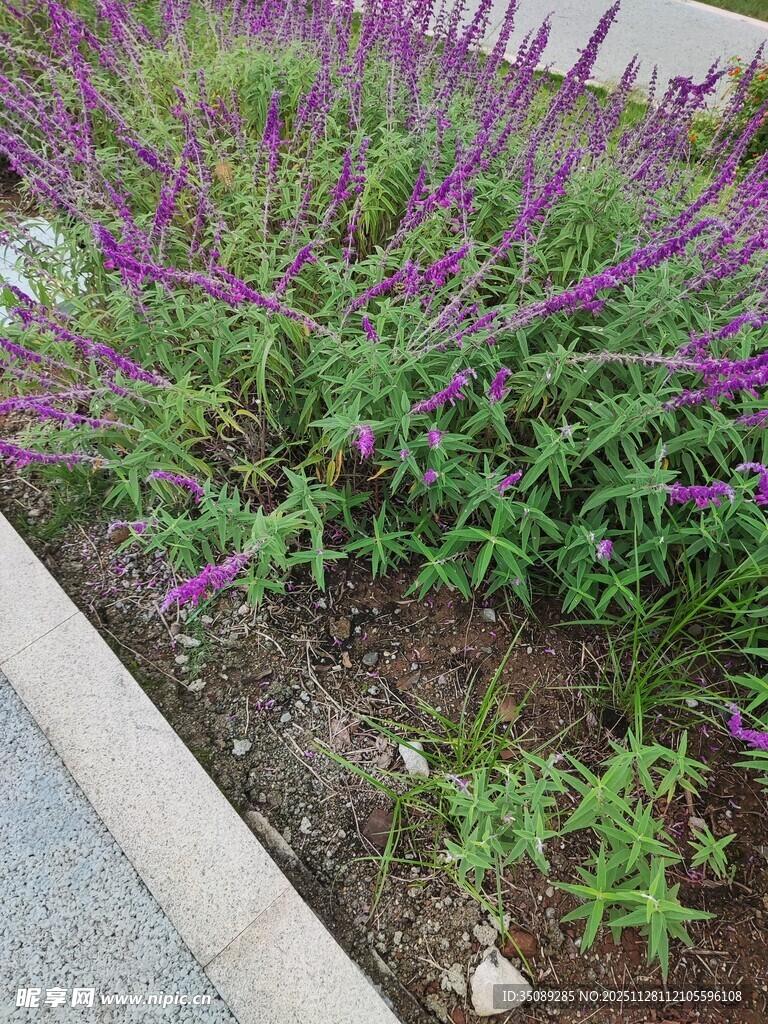 路边绽放的紫色花卉