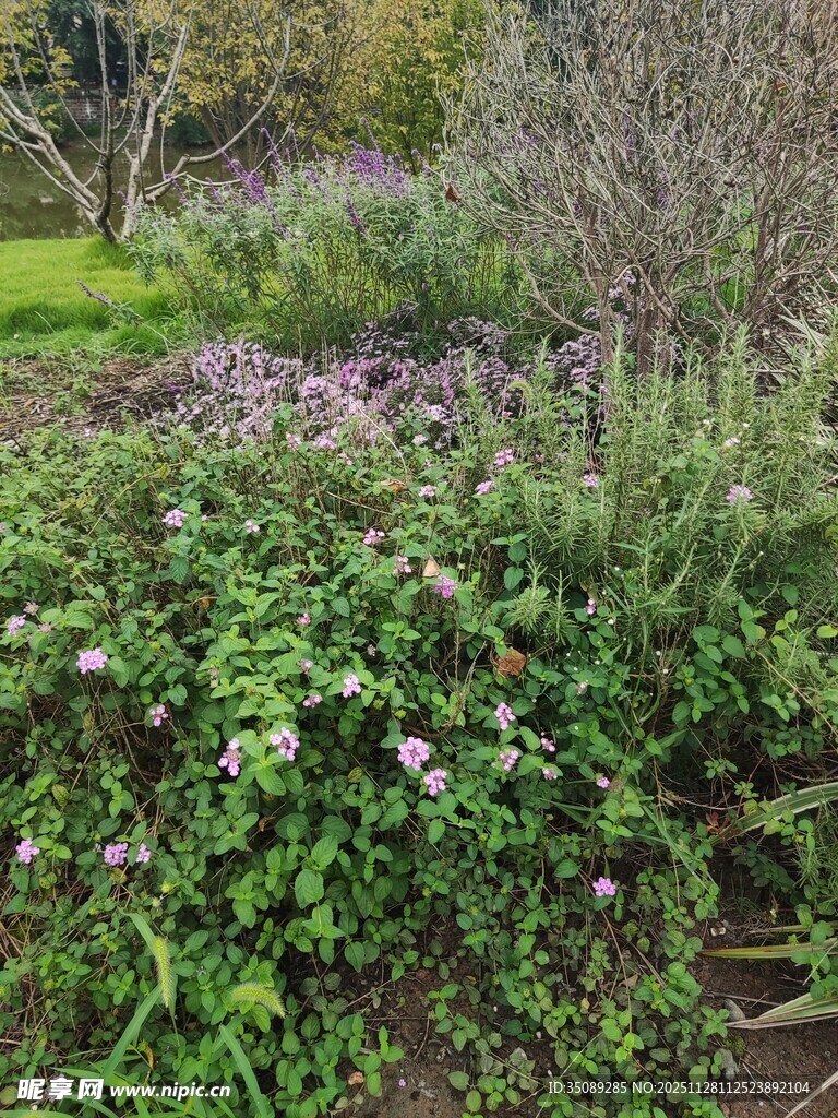 繁花盛开的自然花园景观