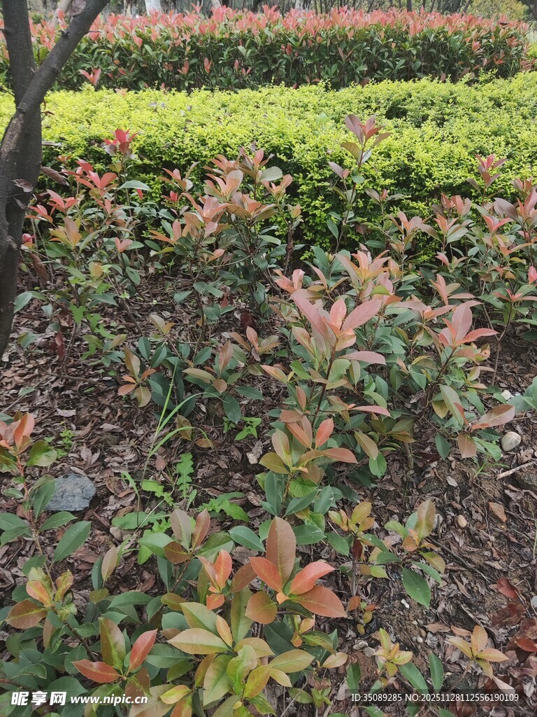 多彩灌木园林景观一角