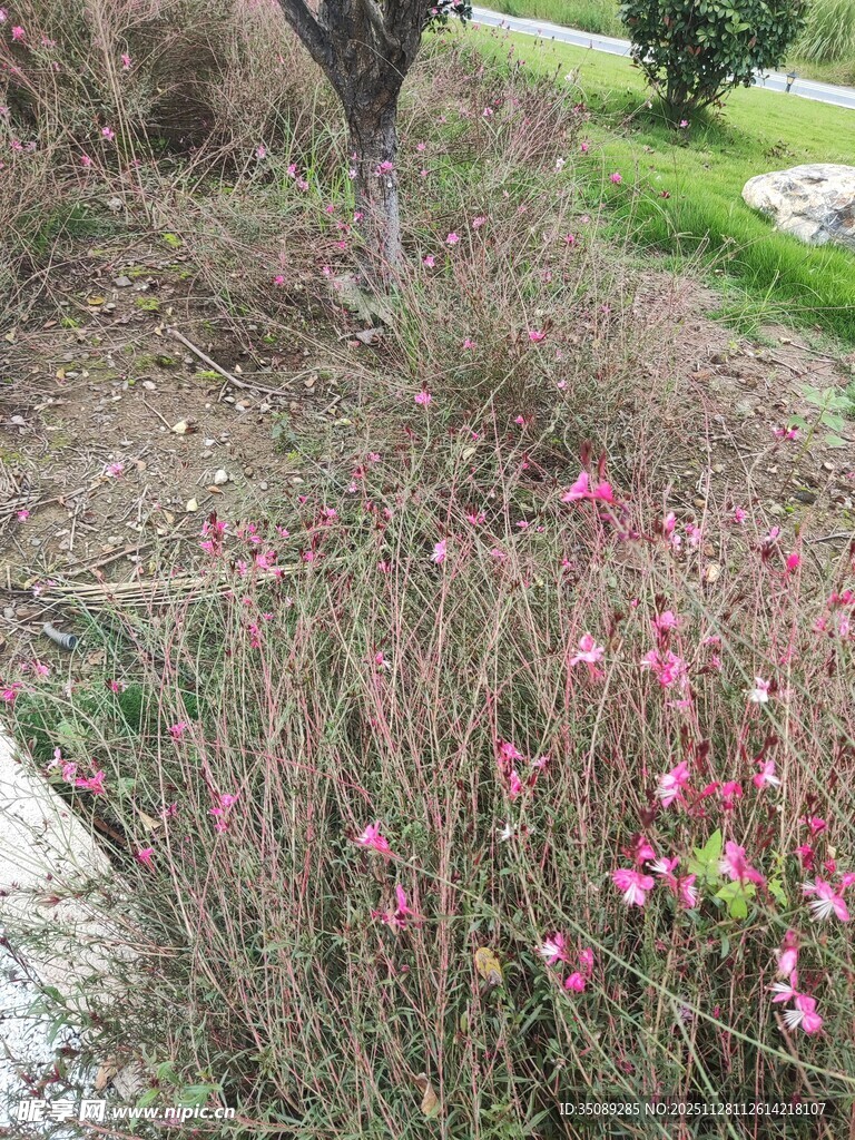 草丛中的粉色烂漫小花