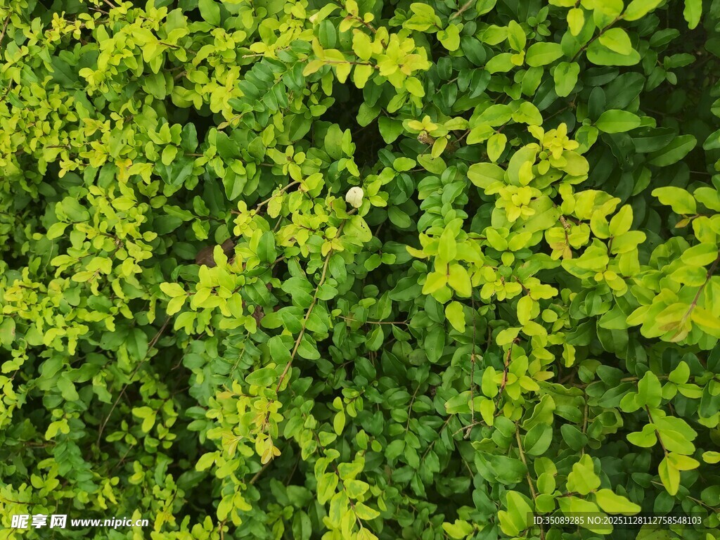 翠绿繁茂的绿植背景