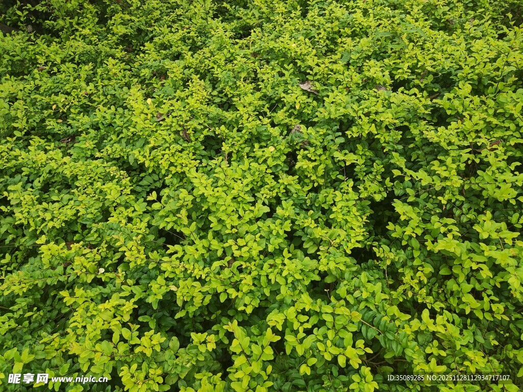 翠绿繁茂的绿植景观