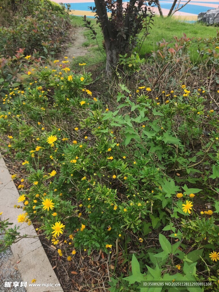 路边绽放的黄色野花