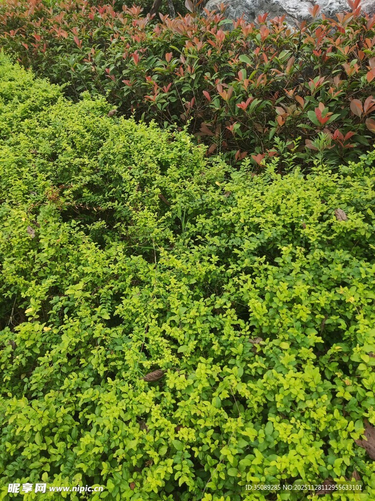 翠绿繁茂的绿植景观