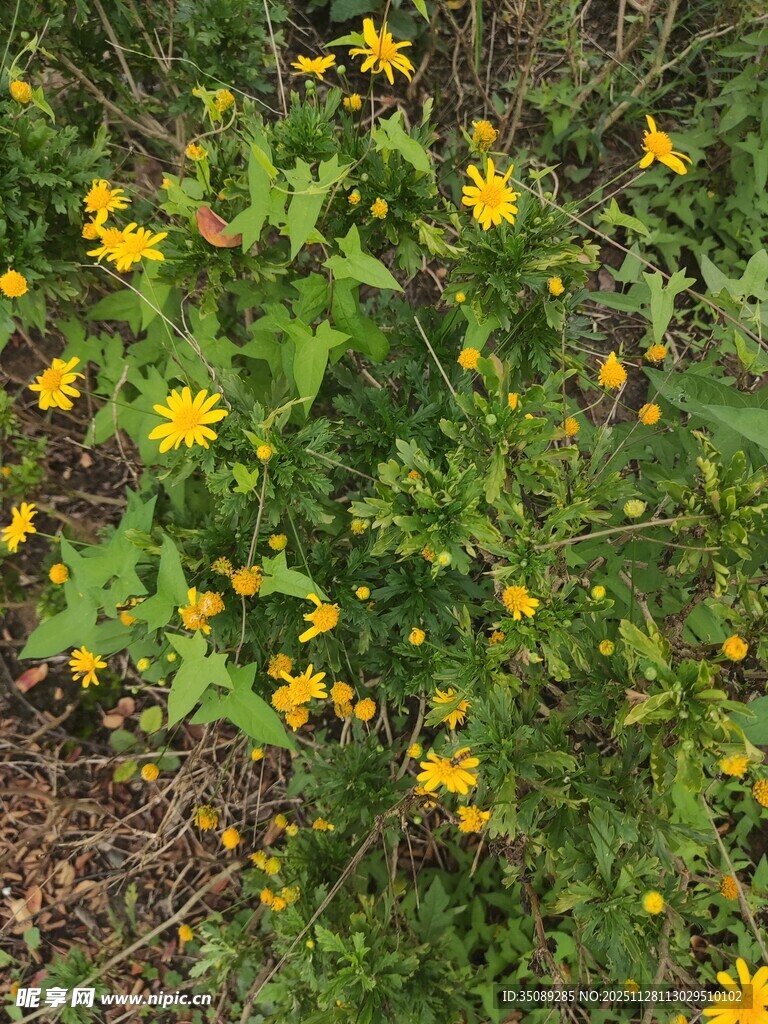 草丛中的黄色小花